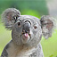 koalas avatar
